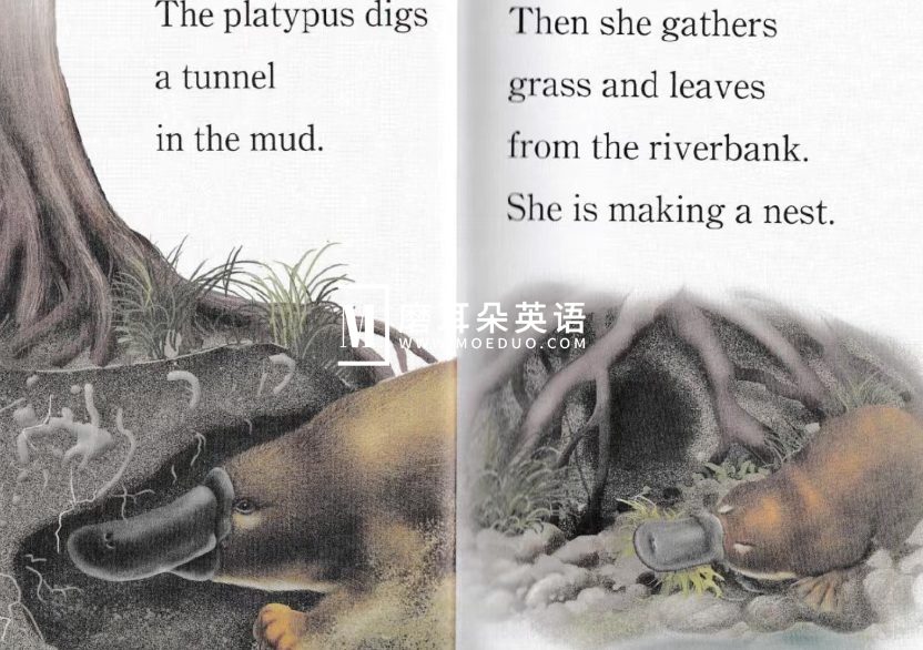 Step Into Reading 兰登分级读物 图片25