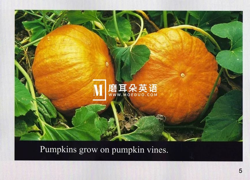 美国国家地理儿童百科 图片15