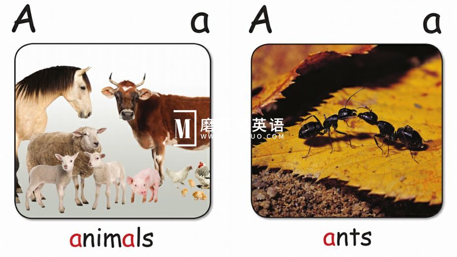 红火箭分级绘本 红火箭分级阅读绘本 图片5