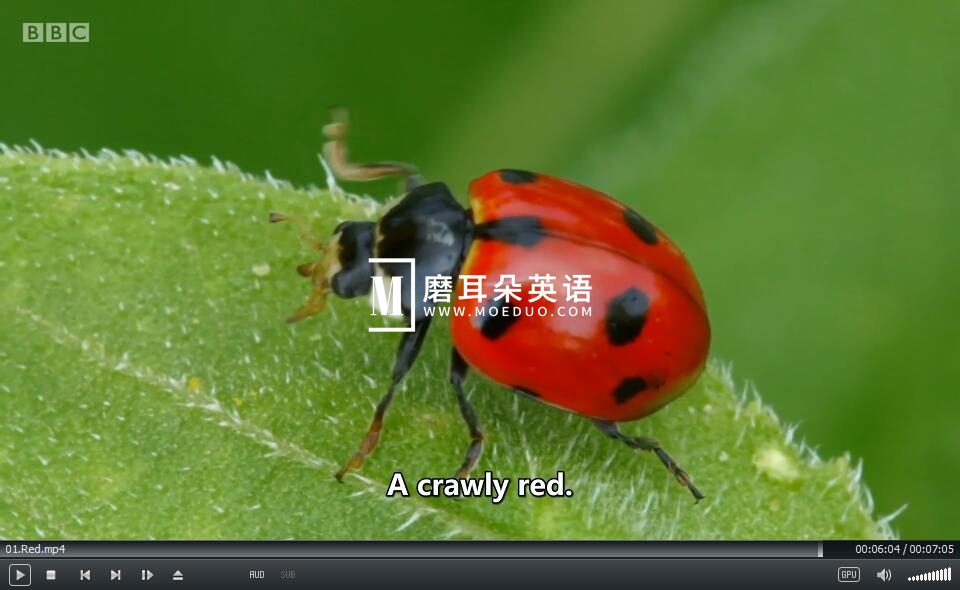 BBC Colours 图片8 BBC Colours 图片7